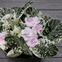 Saintpaulia variegata (Africká fialka) ´TOMMIE LOU´ - výška 5-10 cm, ⌀ 10 cm, kont. C1L